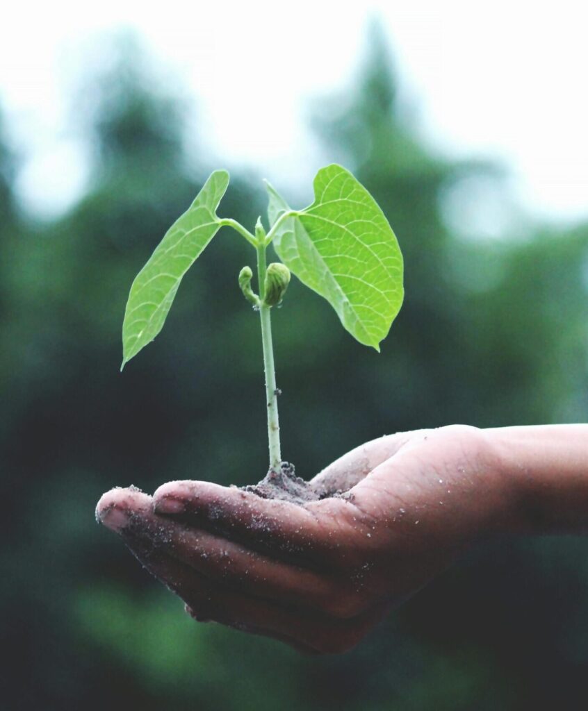 pexels-akilmazumder-1072824